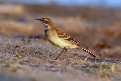 Eastern Yellow Wagtail Photo @ Kiwifoto.com