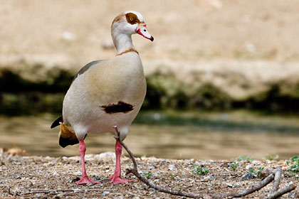 Egyptian Goose Image @ Kiwifoto.com