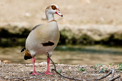 Egyptian Goose