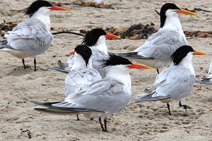 Elegant Tern Photo @ Kiwifoto.com