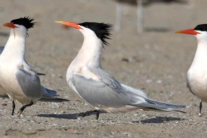 Elegant Tern Photo @ Kiwifoto.com