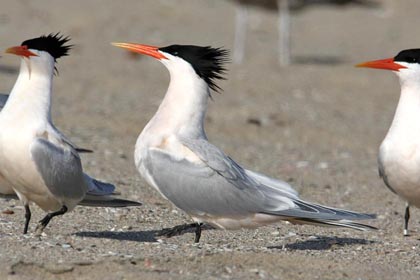 Elegant Tern Image @ Kiwifoto.com