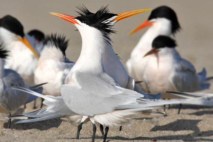 Elegant Tern