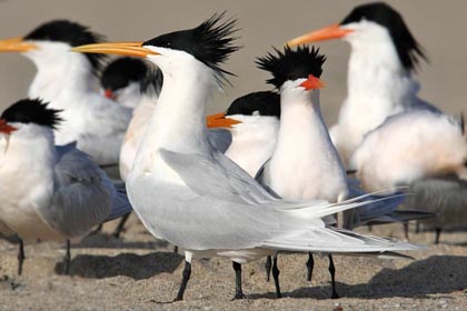 Elegant Tern Image @ Kiwifoto.com