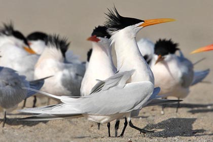 Elegant Tern