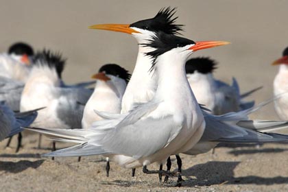 Elegant Tern Image @ Kiwifoto.com