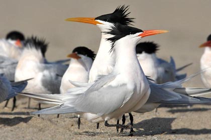 Elegant Tern Picture @ Kiwifoto.com