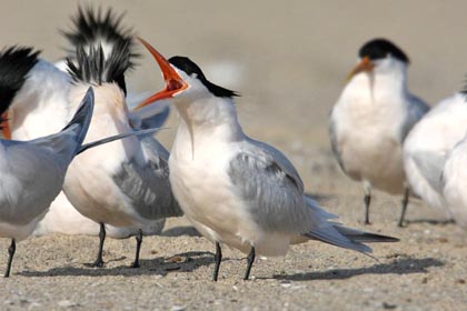 Elegant Tern Picture @ Kiwifoto.com