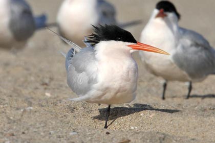 Elegant Tern Image @ Kiwifoto.com