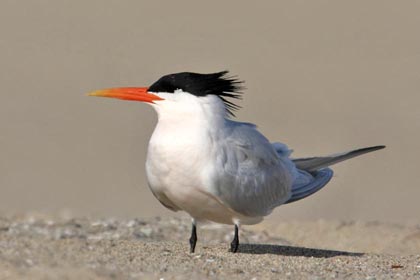 Elegant Tern Image @ Kiwifoto.com