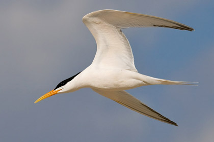 Elegant Tern Image @ Kiwifoto.com