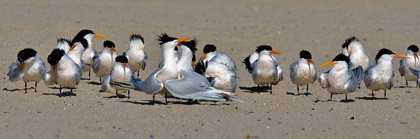 Elegant Tern Picture @ Kiwifoto.com