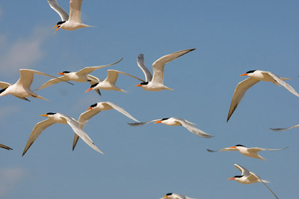 Elegant Tern Photo @ Kiwifoto.com