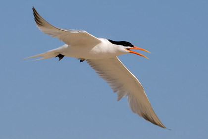 Elegant Tern Image @ Kiwifoto.com
