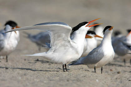 Elegant Tern Image @ Kiwifoto.com