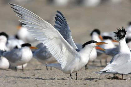 Elegant Tern Image @ Kiwifoto.com
