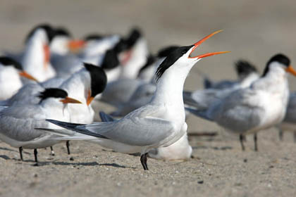 Elegant Tern Picture @ Kiwifoto.com