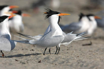 Elegant Tern Image @ Kiwifoto.com