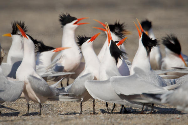 Elegant Tern