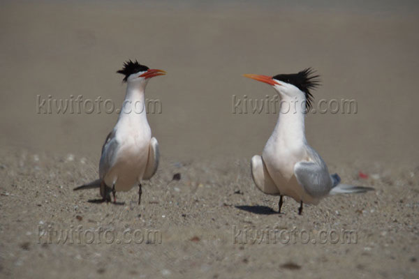 Elegant Tern Image @ Kiwifoto.com