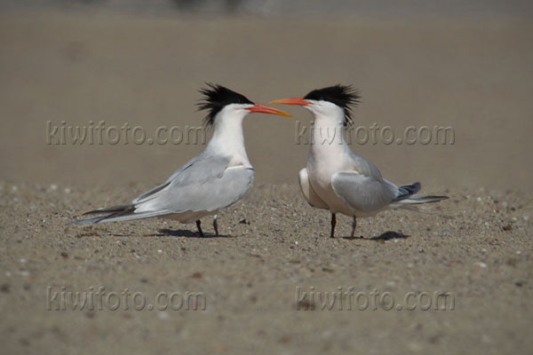 Elegant Tern Picture @ Kiwifoto.com