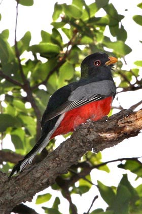 Elegant Trogon Image @ Kiwifoto.com