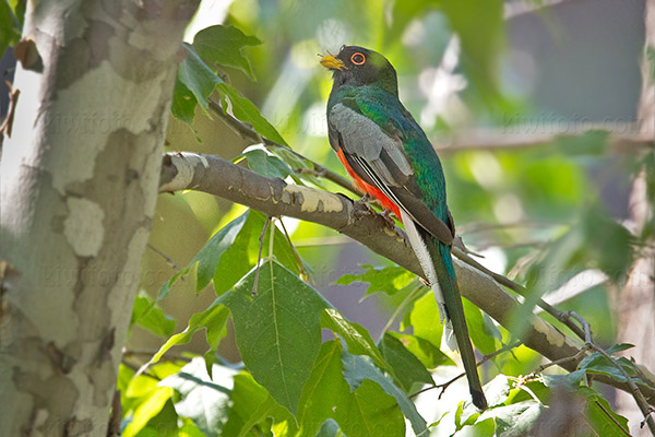 Elegant Trogon Image @ Kiwifoto.com