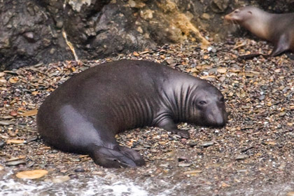 Elephant Seal Picture @ Kiwifoto.com