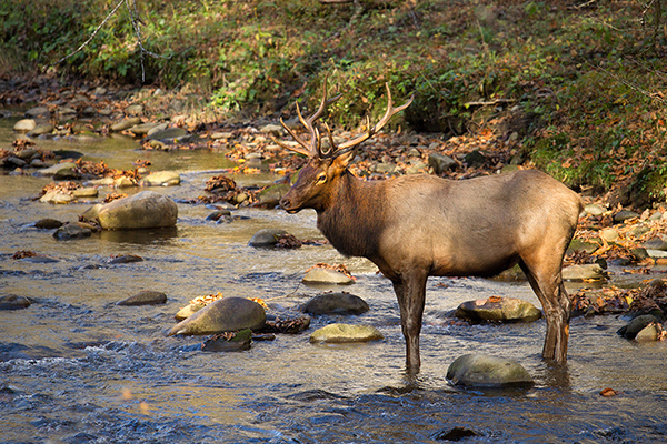 Elk Photo @ Kiwifoto.com