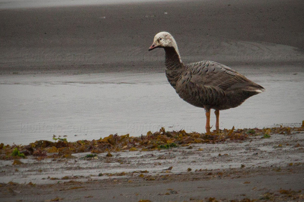 Emperor Goose Image @ Kiwifoto.com