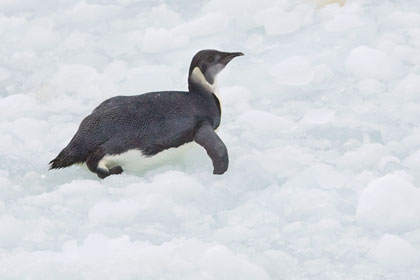 Emperor Penguin Image @ Kiwifoto.com