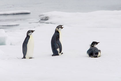 Emperor Penguin Image @ Kiwifoto.com