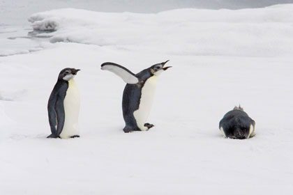 Emperor Penguin Image @ Kiwifoto.com