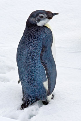 Emperor Penguin Image @ Kiwifoto.com