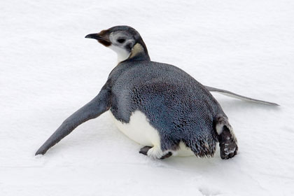 Emperor Penguin Picture @ Kiwifoto.com