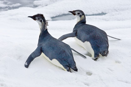 Emperor Penguin Image @ Kiwifoto.com