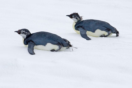 Emperor Penguin Picture @ Kiwifoto.com