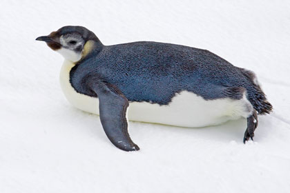 Emperor Penguin Image @ Kiwifoto.com