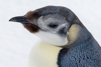 Emperor Penguin Image @ Kiwifoto.com