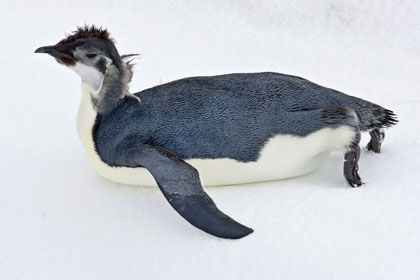 Emperor Penguin Photo @ Kiwifoto.com