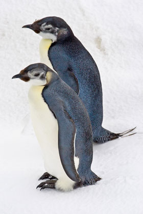 Emperor Penguin Picture @ Kiwifoto.com