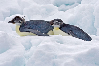 Emperor Penguin Picture @ Kiwifoto.com