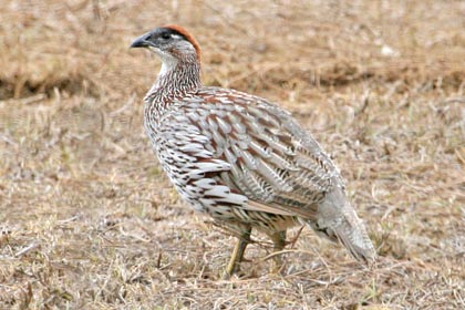 Erckel's Francolin Picture @ Kiwifoto.com