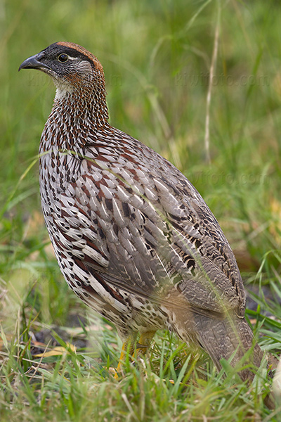 Erckel's Francolin