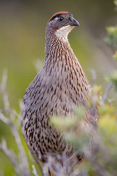 Erckel's Francolin Image @ Kiwifoto.com