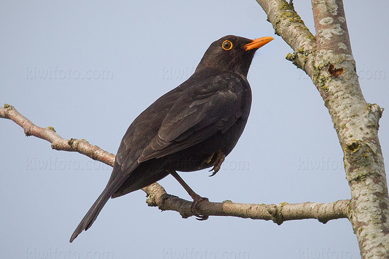 Eurasian Blackbird @ Utterslev Mose, Hovedstaden, Denmark