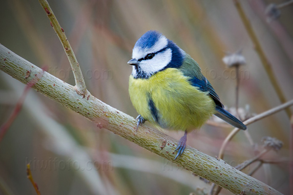 Eurasian Blue Tit Photo @ Kiwifoto.com