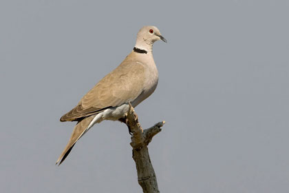 Eurasian Collared-Dove Image @ Kiwifoto.com