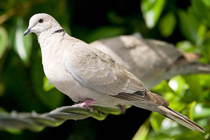 Eurasian Collared-Dove Image @ Kiwifoto.com