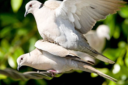 Eurasian Collared-Dove Image @ Kiwifoto.com